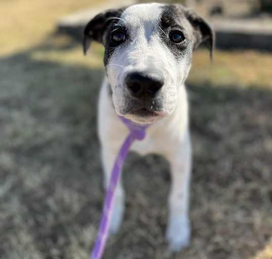 Photo of Popeye