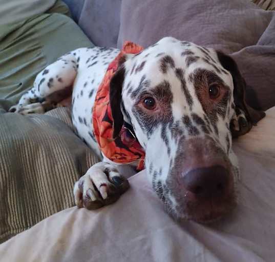 Photo of Maverick