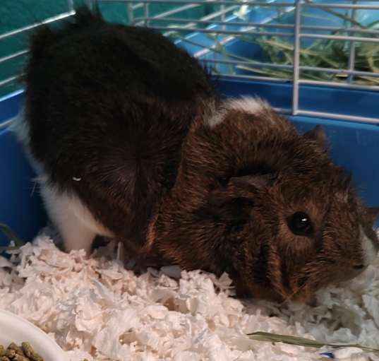 Photo of Gabbro