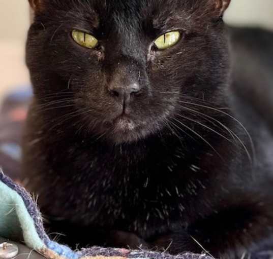 Photo of Panther