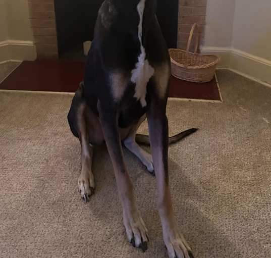 Photo of Max