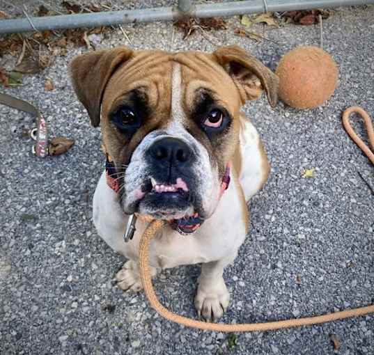 Photo of Ruby OEB
