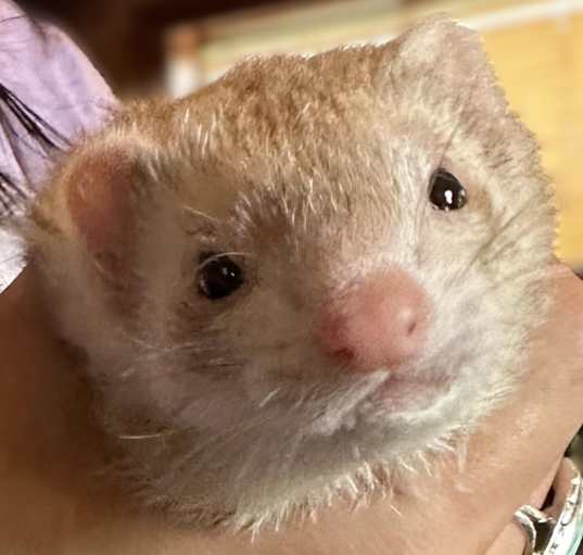 Photo of Nala