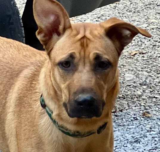 Photo of GINGER