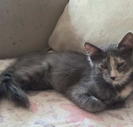 Photo of Amber