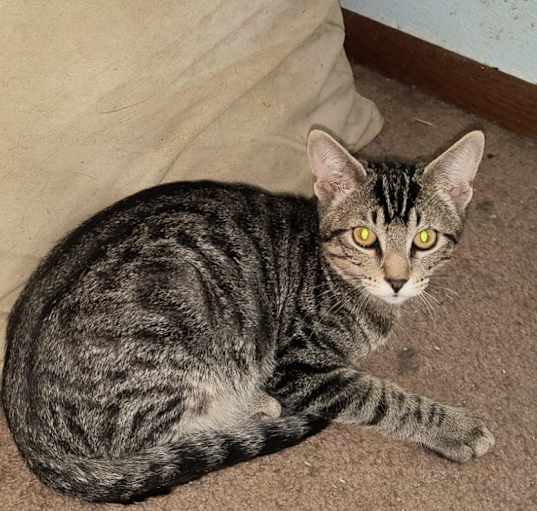 Photo of Tigger