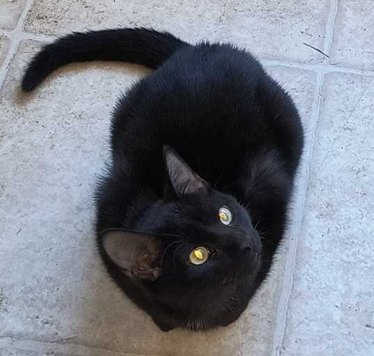 Photo of Ebony