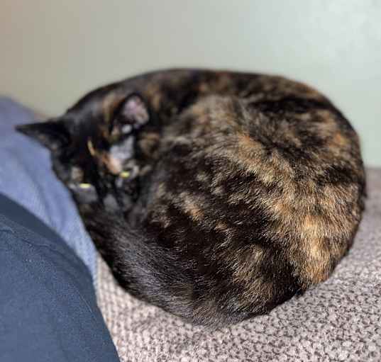 Photo of Misty