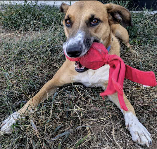 Photo of Copper