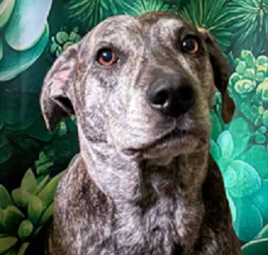 Photo of Sadie-Dedicated and Loyal
