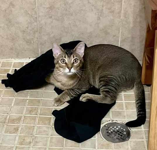 Photo of Remus