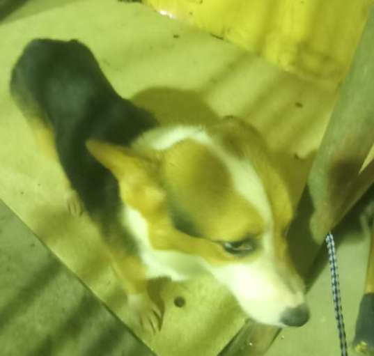 Photo of gretel