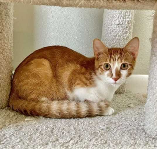 Photo of Terracotta