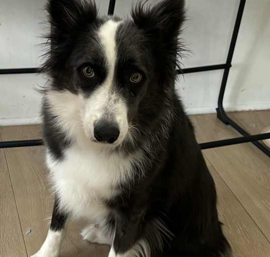 Photo of Marley