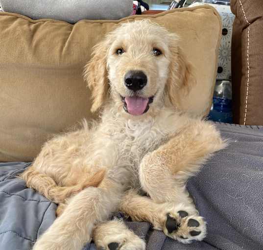 Photo of Gracie Doodle