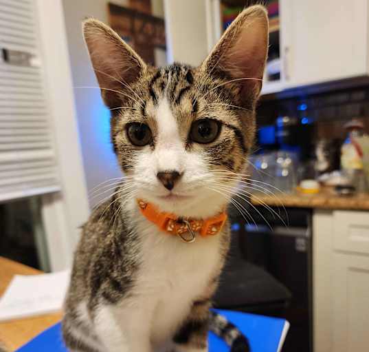 Photo of Pumpkin