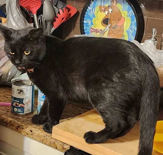 Photo of Patches