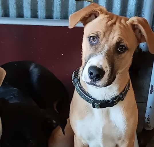 Photo of Alfie