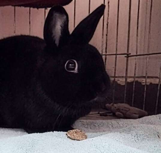 Photo of Mistie (fostered in Omaha)
