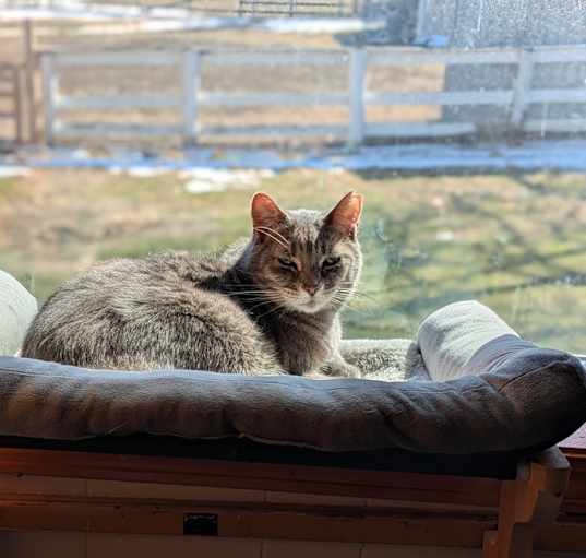 Photo of Miss Kitty