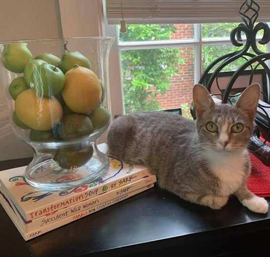 Photo of Clover (indoor/outdoor)