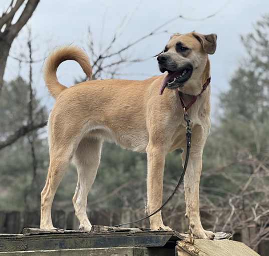 Photo of Cappuccino - 23285