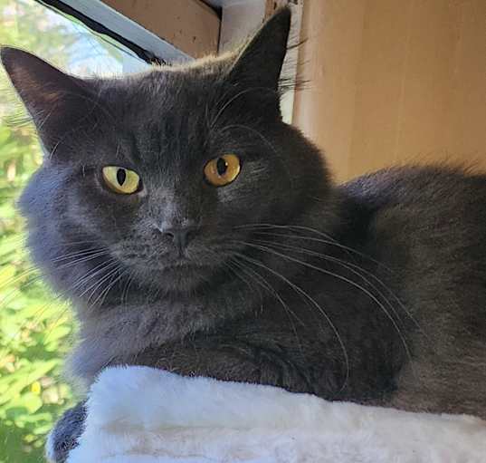 Photo of Sierra