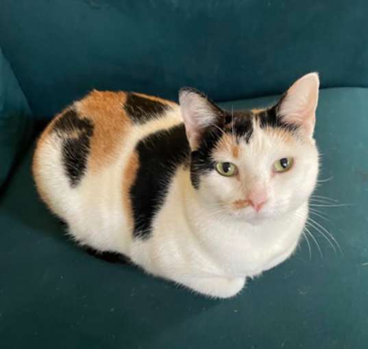 Photo of Dahlia