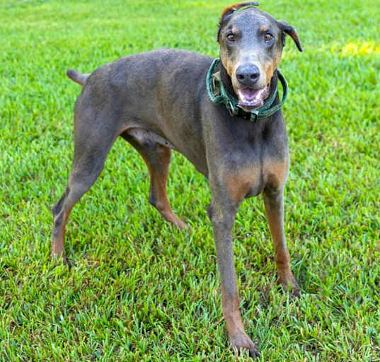 Photo of Indy