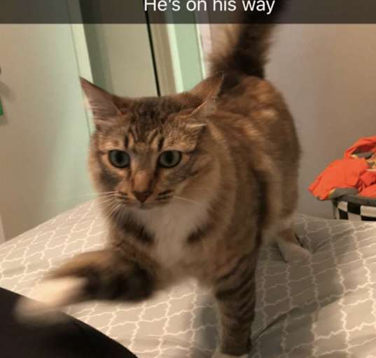 Photo of Mr Mittens