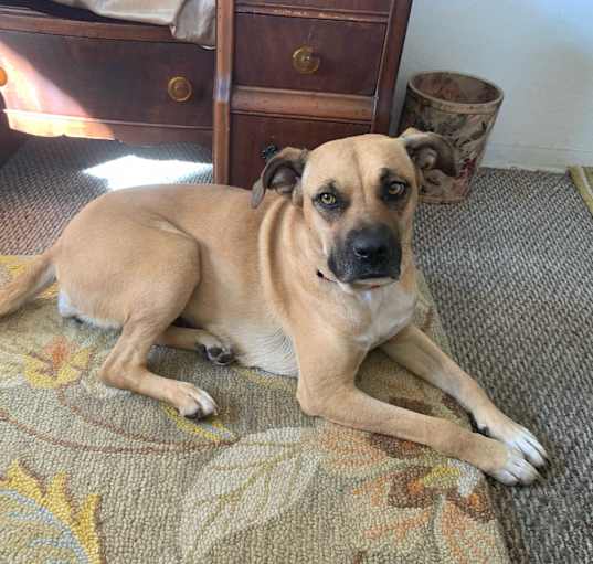 Photo of BAILEY