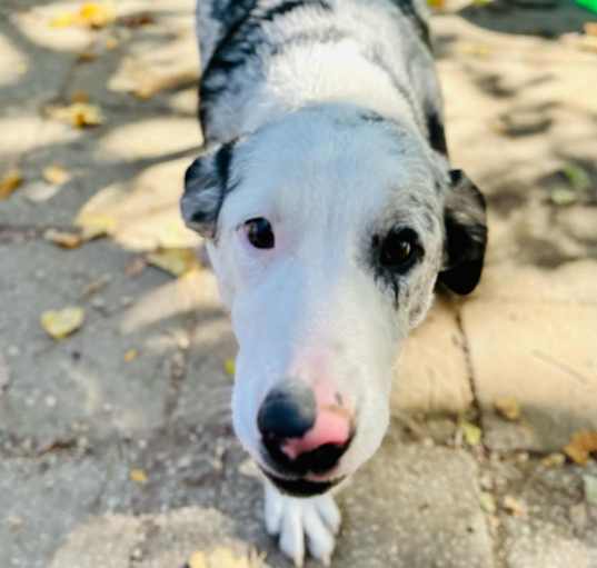 Photo of OSCAR,