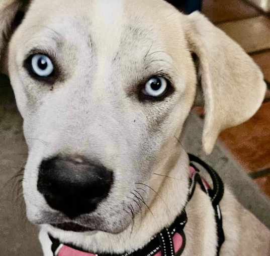 Photo of Remy
