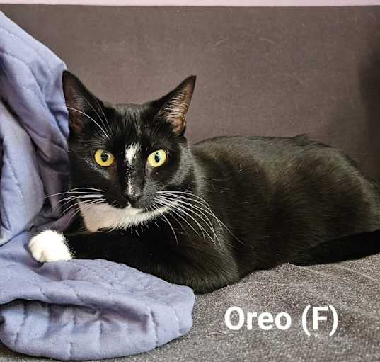 Photo of Oreo