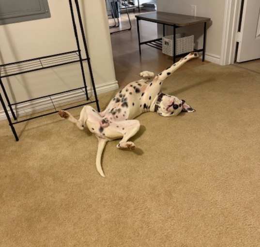 Photo of Pongo