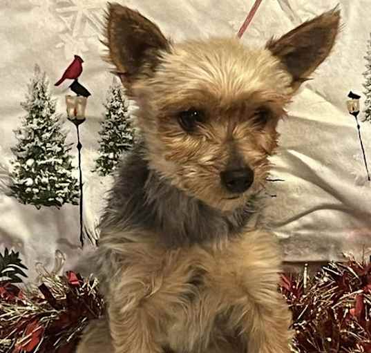 Photo of Clay/ADOPTED