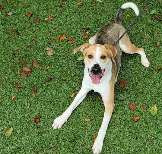 Photo of Obi
