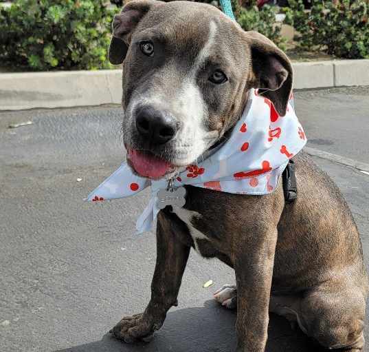 Photo of Scooby
