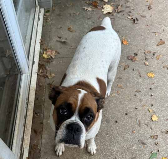 Photo of Nova