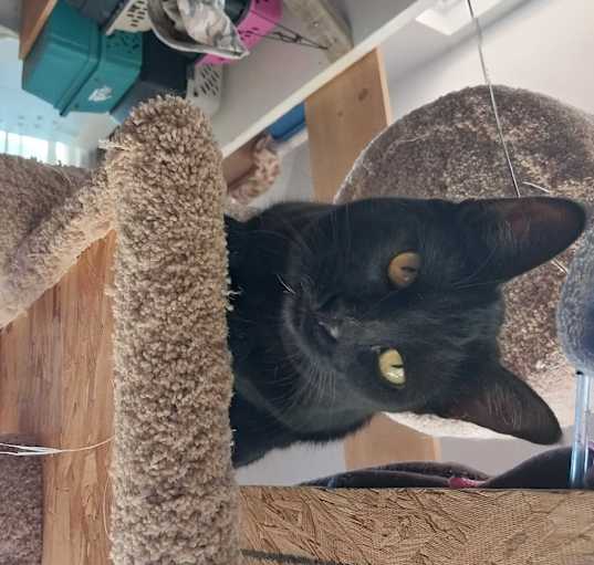 Photo of Purretta