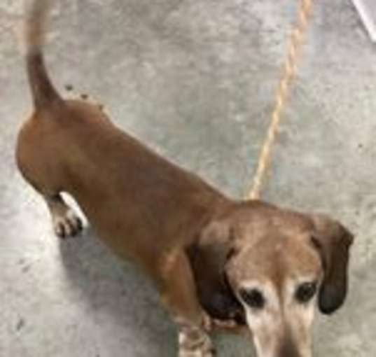 Photo of Slinky