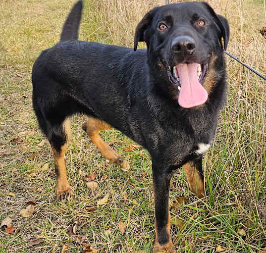 Photo of Clipper