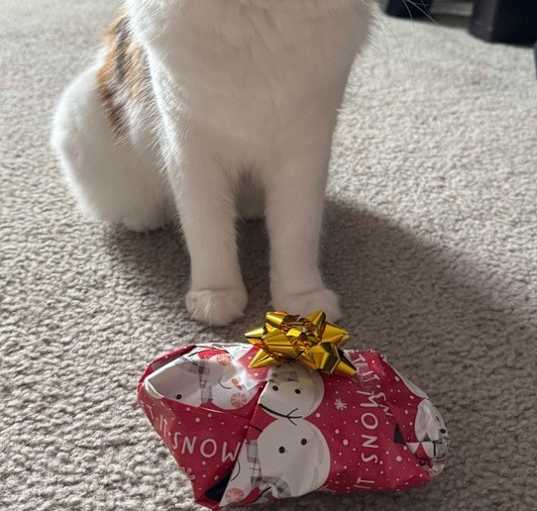 Photo of Miss June Bug