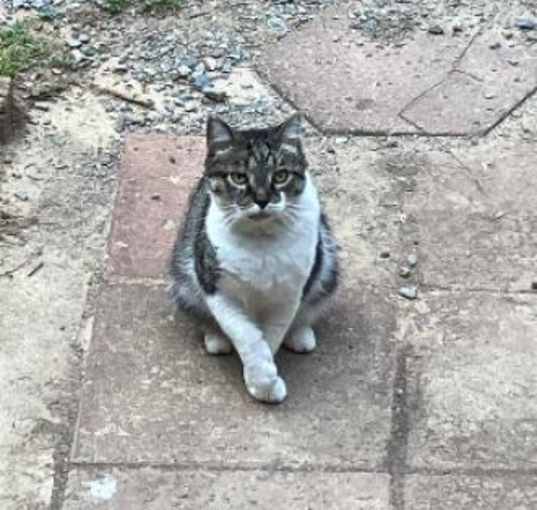 Photo of Whiskey