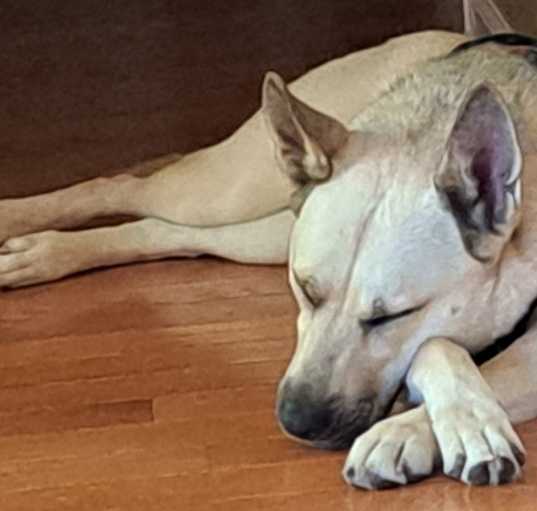 Photo of DAISY
