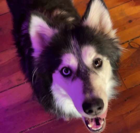 Photo of Raven