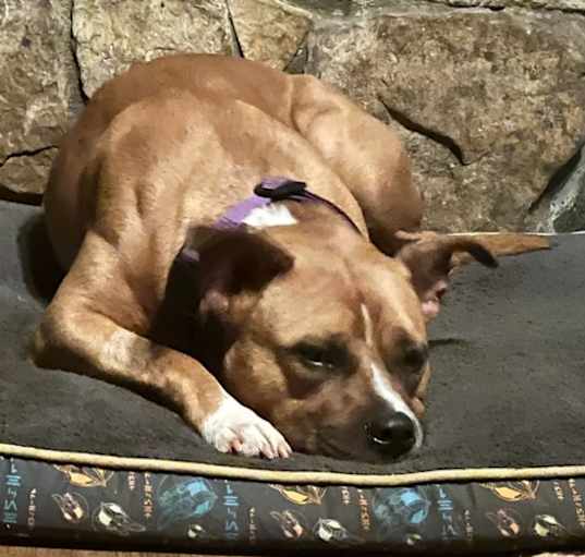 Photo of Lady