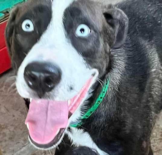 Photo of Estrella aka Star
