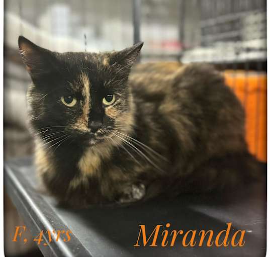 Photo of Miranda