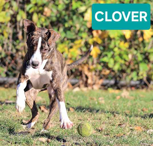 Photo of Clover